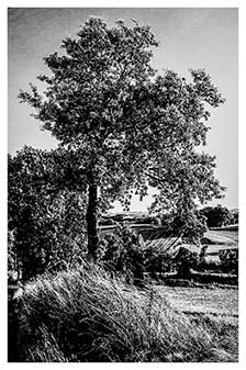 Arbre