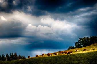 Vaches jour d'orage