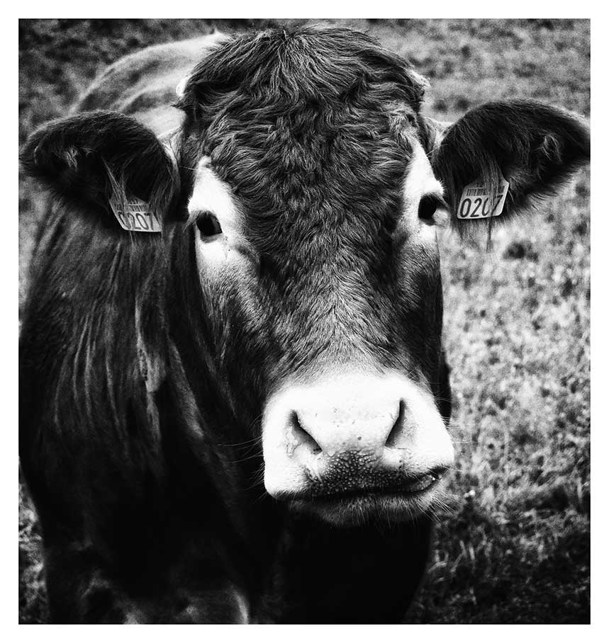 Portrait de vache en noir et blanc