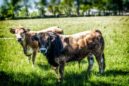 Couple Aubrac