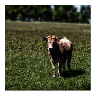 Aubrac