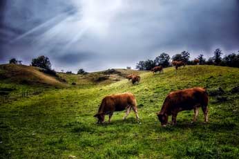 Normande, Frisonne Pie noire, Pie-Rouge de l'Est, Maine-Anjou, Charolaise, Limousine, Blonde d'Aquitaine, Salers, Aubrac, Brune des Alpes