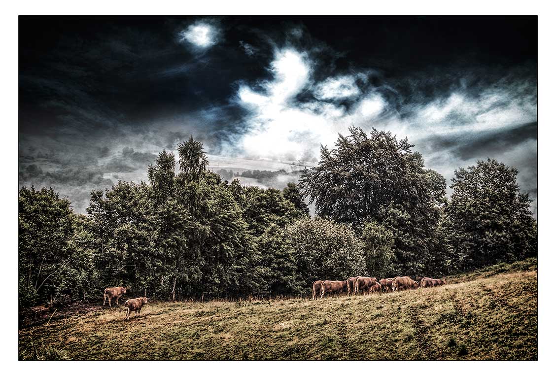 Vache au prés