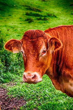 Vache portrait