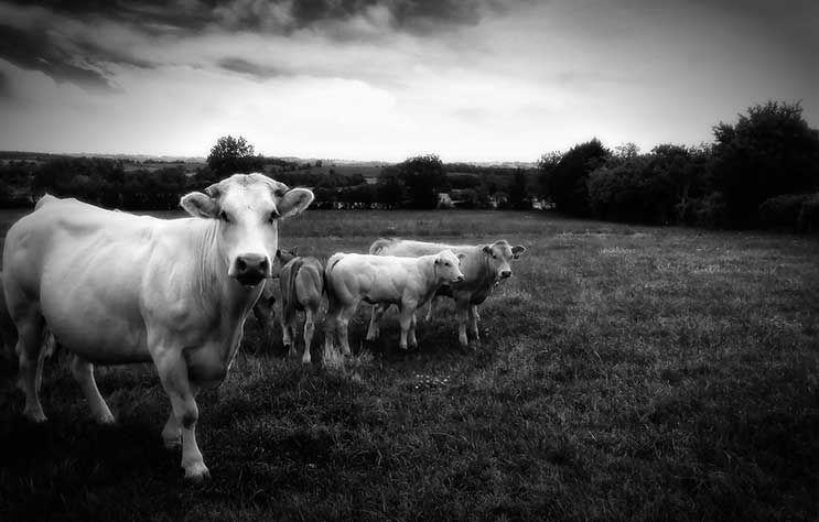 Vache et veau